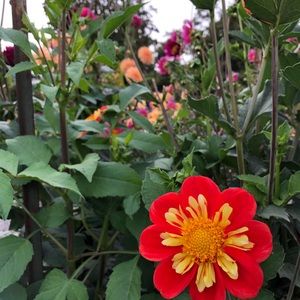 Meet your Posher, Hana